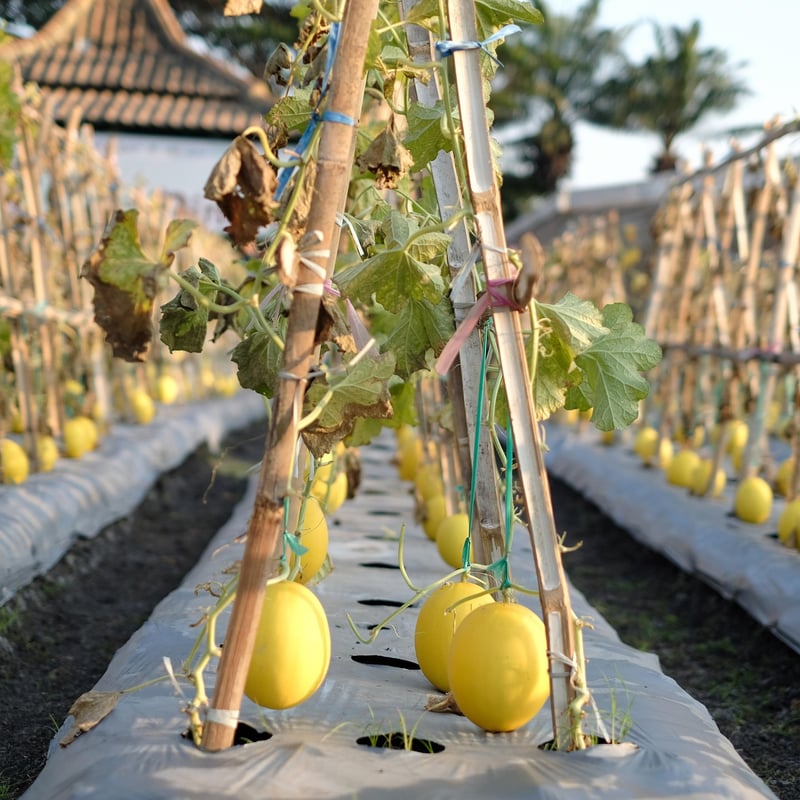 Moonlit Melon Salad